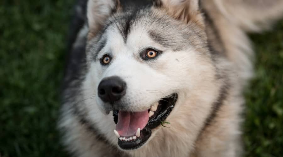 Chó Alaska - Cách phân biệt với chó Husky và cách nuôi - 31