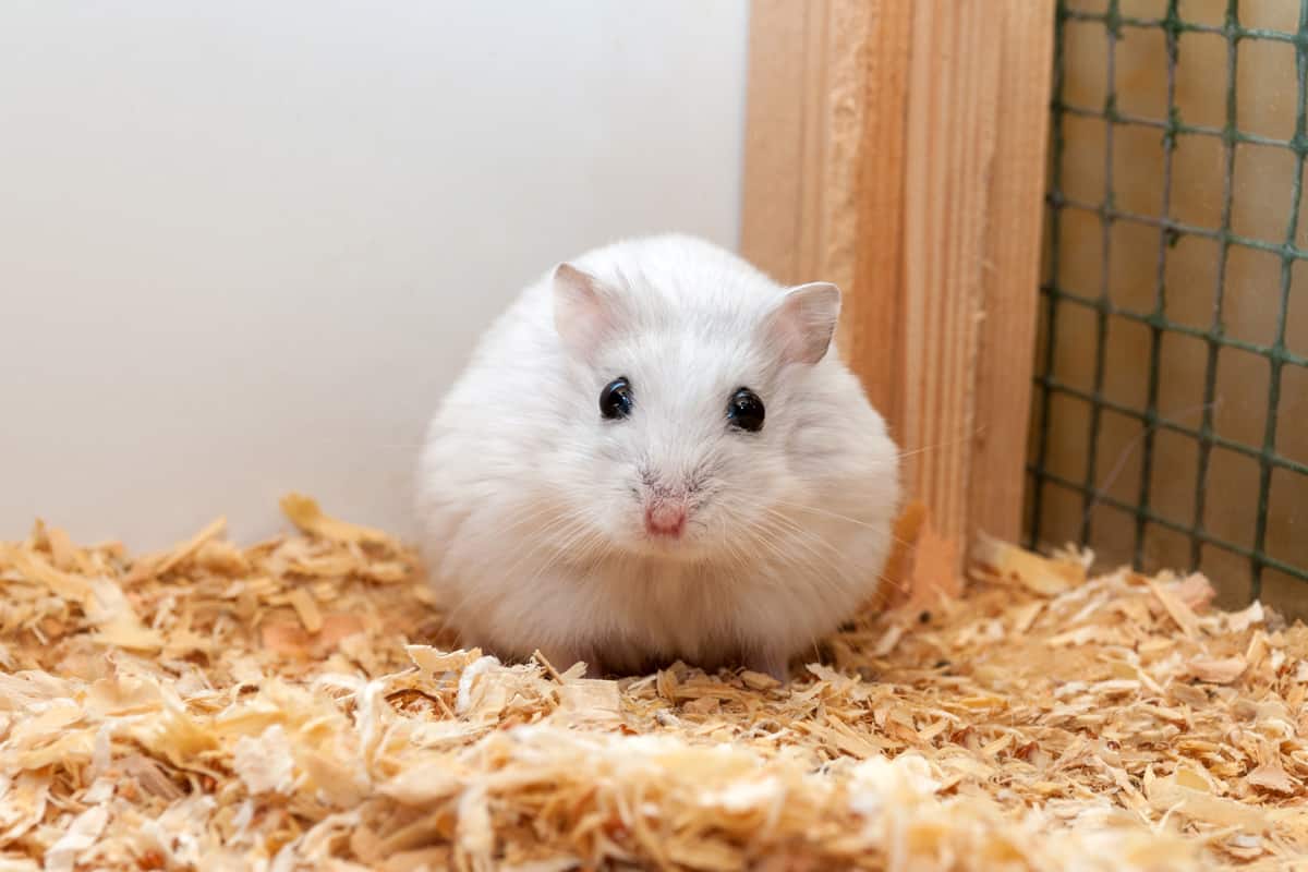 Chuột Hamster - Phân loại, giá cả và cơ hội bảo vệ con chuột đẹp mắt mạnh bạo - 42