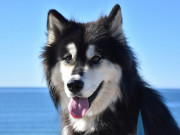Nhà đẹp - Chó Alaska - Cách phân biệt với chó Husky và cách nuôi