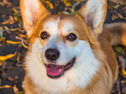 Nhà đẹp - Chó Corgi - Nguồn gốc, đặc điểm và cách chăm sóc tốt nhất