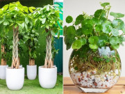 Nhà đẹp - Mở cửa ra nhìn thấy 4 cây này, Thần Tài ắt sẽ thích, tài lộc chảy ào ạt vào nhà