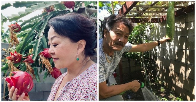 Về già sống an nhàn ở nước ngoài: Nghệ sĩ Chế Linh, Hương Lan trồng rau, quả cây lúc lỉu quả - 1
