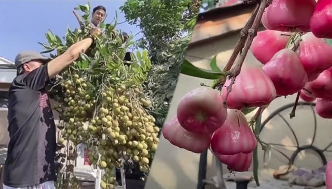 Về già sống an nhàn ở nước ngoài: Nghệ sĩ Chế Linh, Hương Lan trồng rau, quả cây lúc lỉu quả - 10