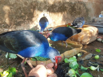 Nghề lạ ở Việt Nam: Nuôi loài lạ biết giữ nhà thay chó, cho ăn rau củ rẻ tiền, bán mỗi con được cả triệu đồng