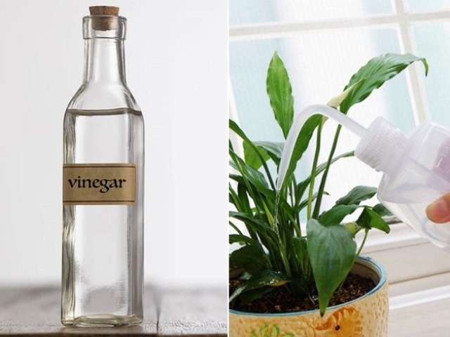 Không ngờ vài giọt giấm trắng lại lợi hại đến vậy, làm theo cách này cây cối luôn xanh tốt