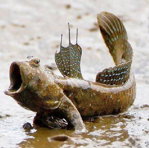 Mudskipper is a rare specialty of the Ca Mau mangrove area