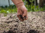 Sức khỏe - Ngứa mu bàn tay, người phụ nữ Hà Nội hoảng hồn khi phát hiện sinh vật lạ "đào hầm" dưới da