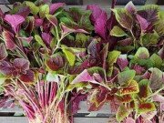 Sức khỏe - Những loại rau ‘bổ hơn thịt, rẻ hơn thuốc’ bán đầy ngoài chợ, nhiều người không biết mà ăn