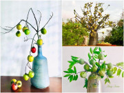Nhà đẹp - Chớm thu, hội yêu hoa mê mẩn trưng cành quả bình dân, không lo héo tàn cắm xong ăn luôn