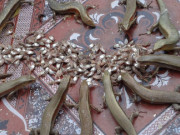 Nghề lạ ở Việt Nam: Nuôi loài lạ trông đáng sợ, cho ăn trái cây rẻ tiền, bán 300.000 đồng/kg thu hàng trăm triệu đồng