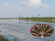 Tin tức - Cánh đồng hoang ở Long An bỗng dưng có vàng, người đàn ông bỏ việc đi đào và thành quả khiến cả ấp vui sướng