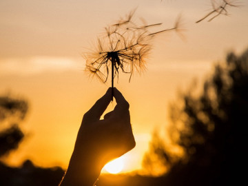 Bồ công anh có những loại nào và tác dụng, ý nghĩa gì ra sao?