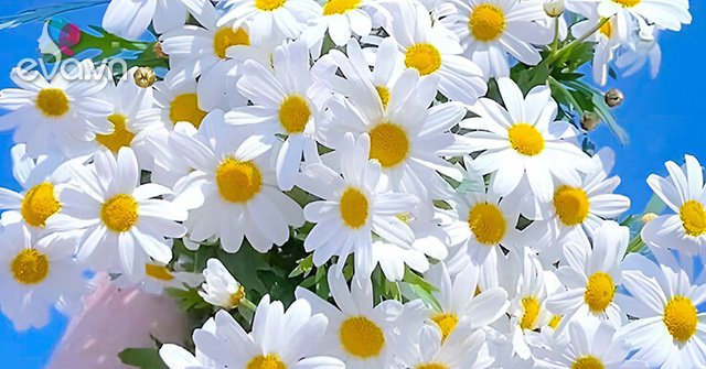 200+ hình nền hoa cúc đẹp như G-Dragon cho điện thoại, máy tính 2020 -  BlogAnChoi | Hoa cúc, Hoa trắng, Hình nền hoa