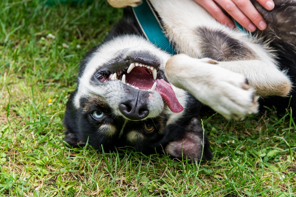 Chó Husky - Đặc điểm, tính khí và cách nuôi tốt nhất - 34