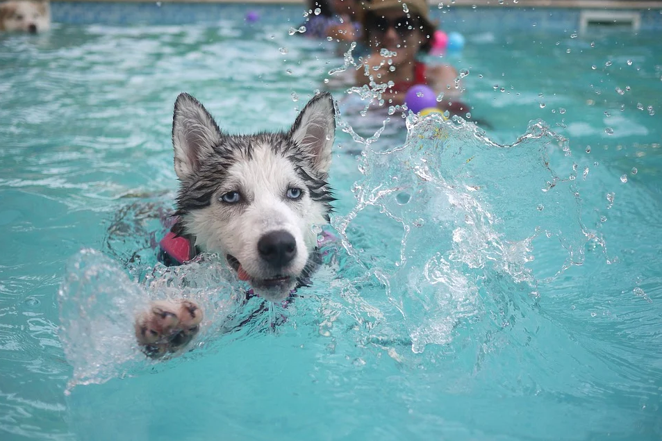 Chó Husky - Đặc điểm, tính khí và cách nuôi tốt nhất - 26