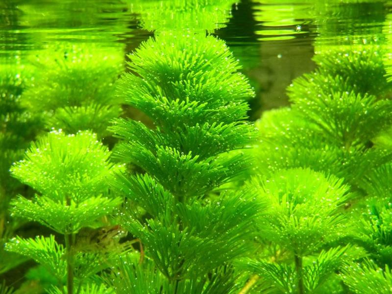 Top 30+ các loại cây thủy sinh được ưa chuộng nhất - 10