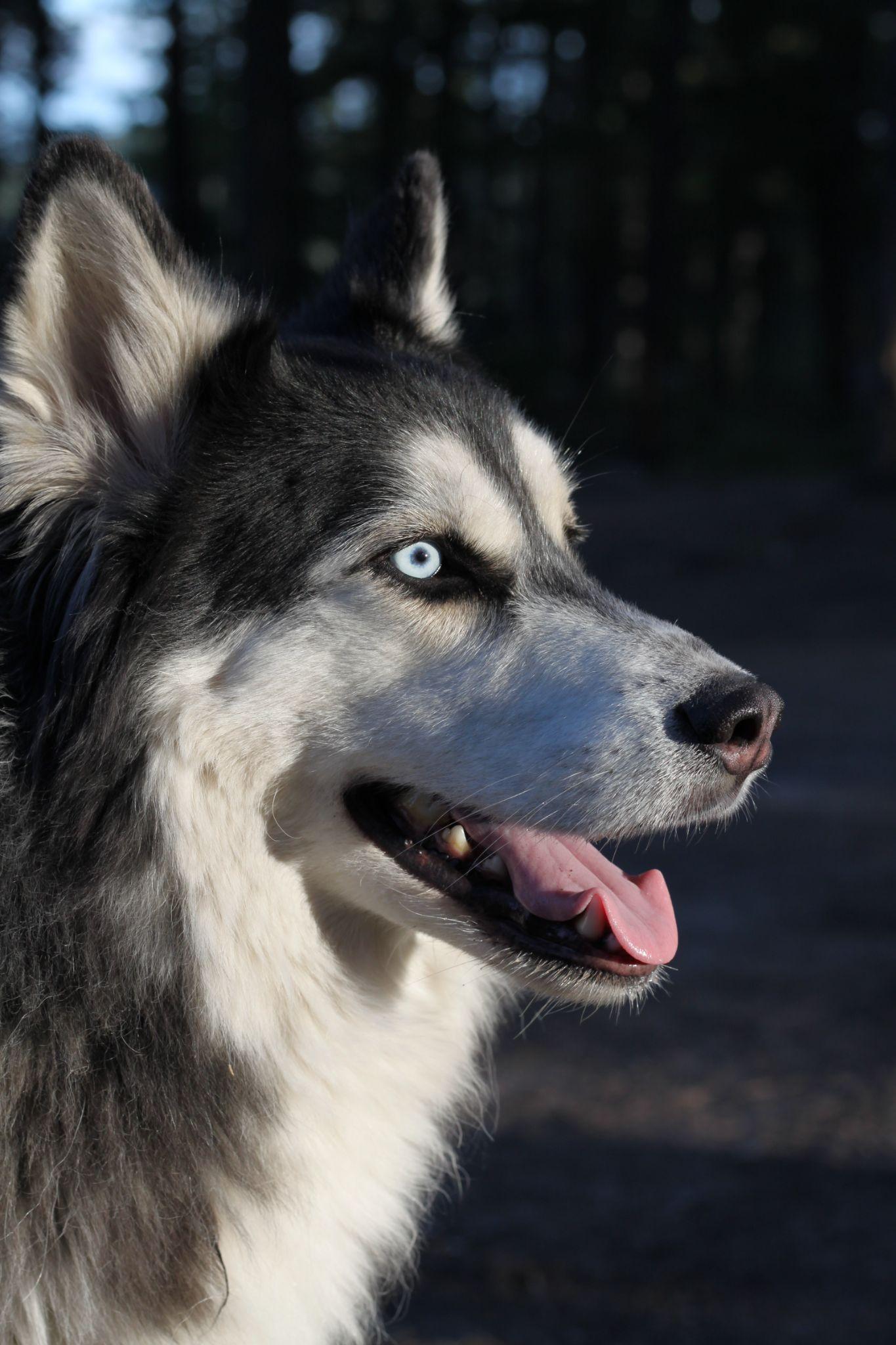 Chó Husky - Đặc điểm, tính khí và cách nuôi tốt nhất - 33