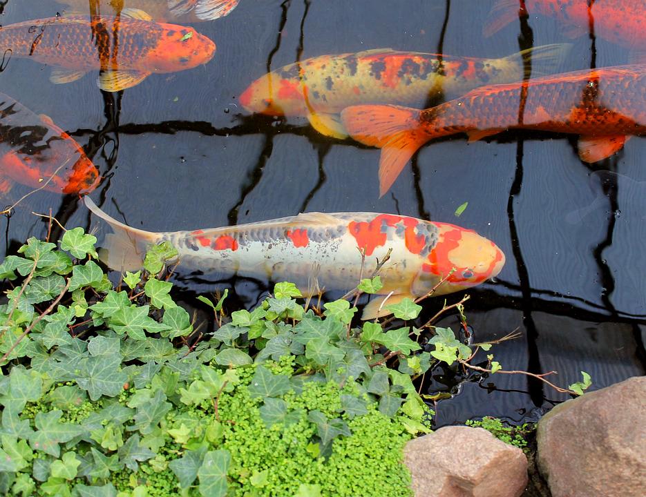 Hồ cá Koi đẹp