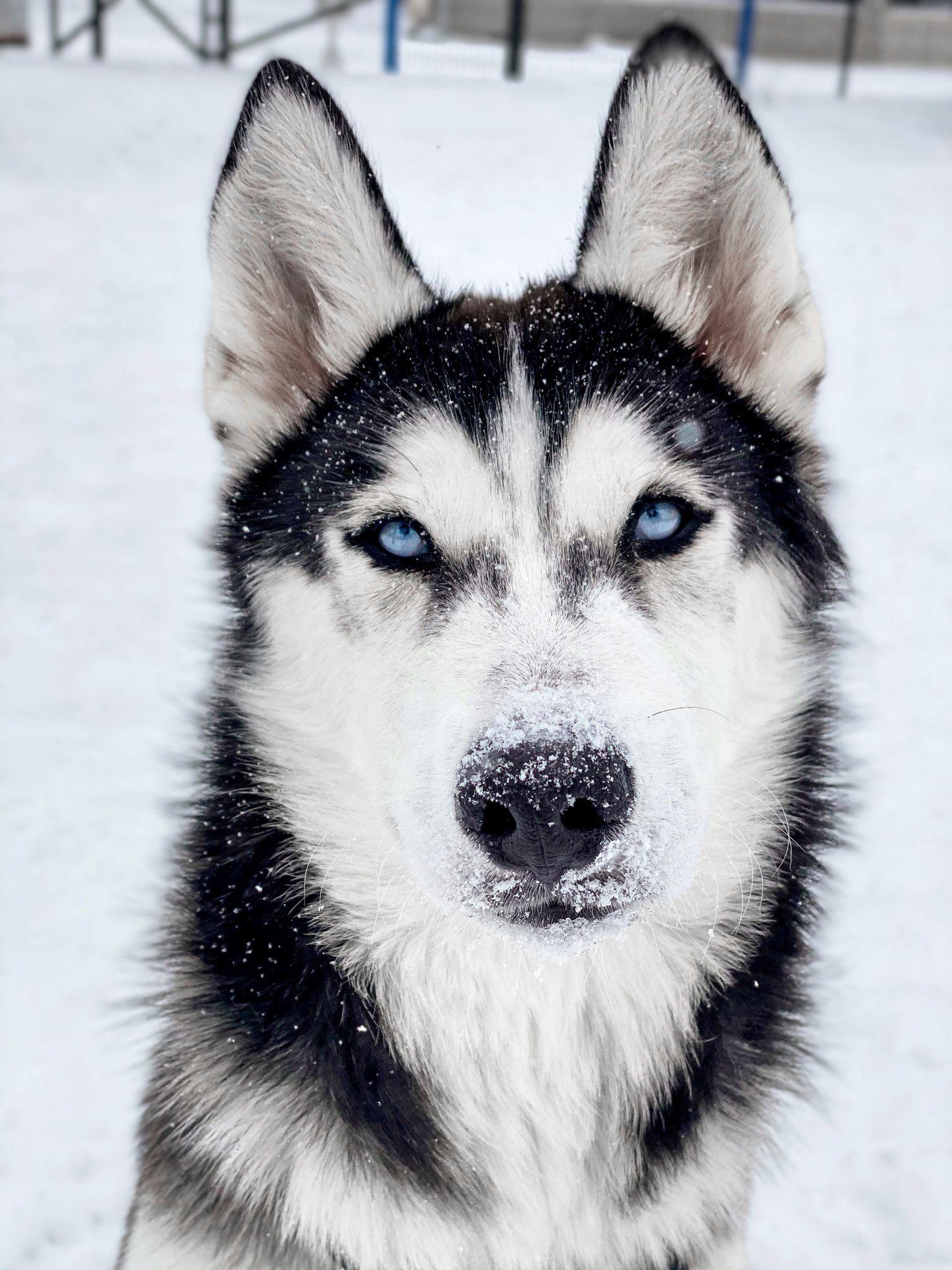 Chó Husky - Đặc điểm, tính khí và cách nuôi tốt nhất - 8