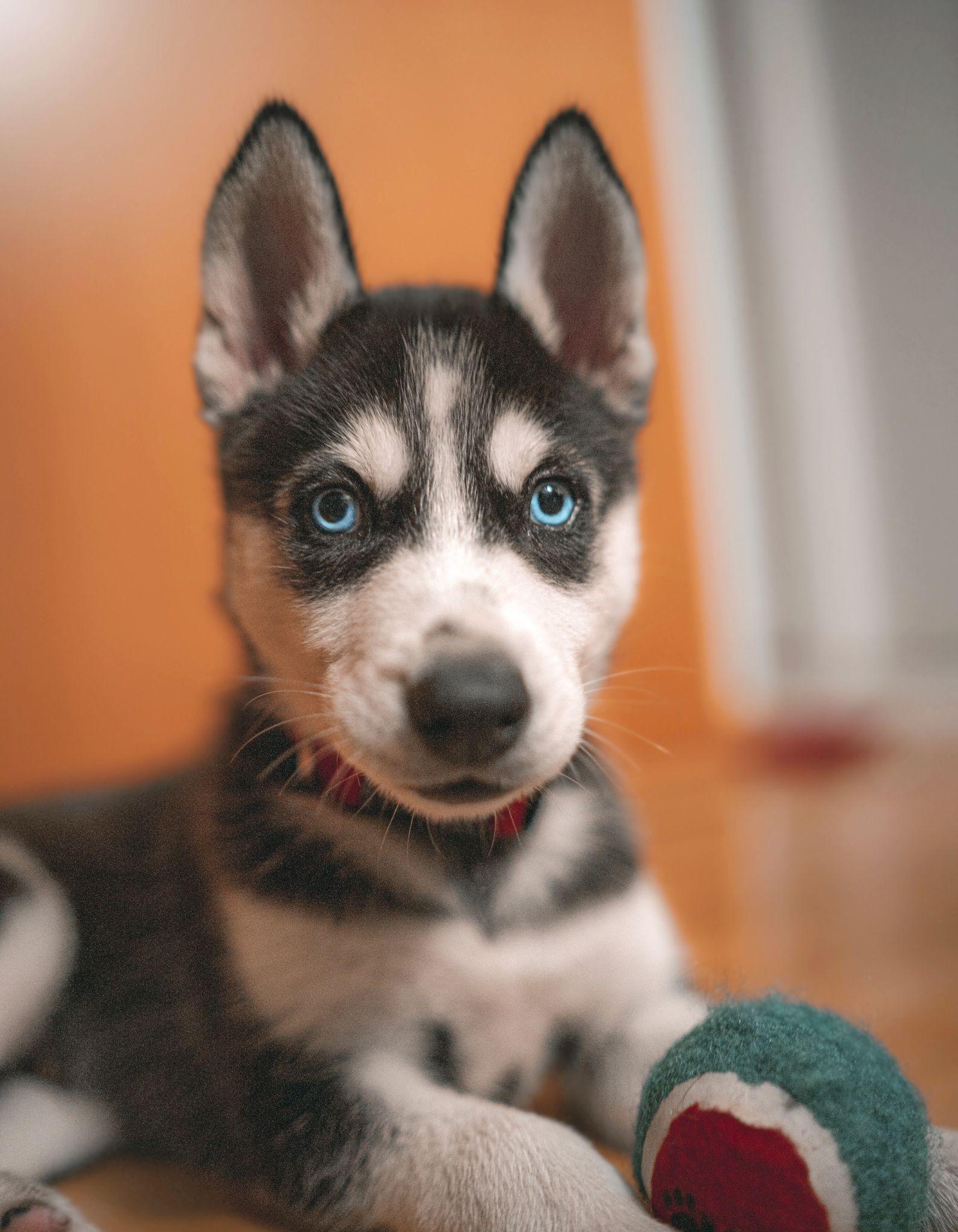 Chó Husky - Đặc điểm, tính khí và cách nuôi tốt nhất - 32
