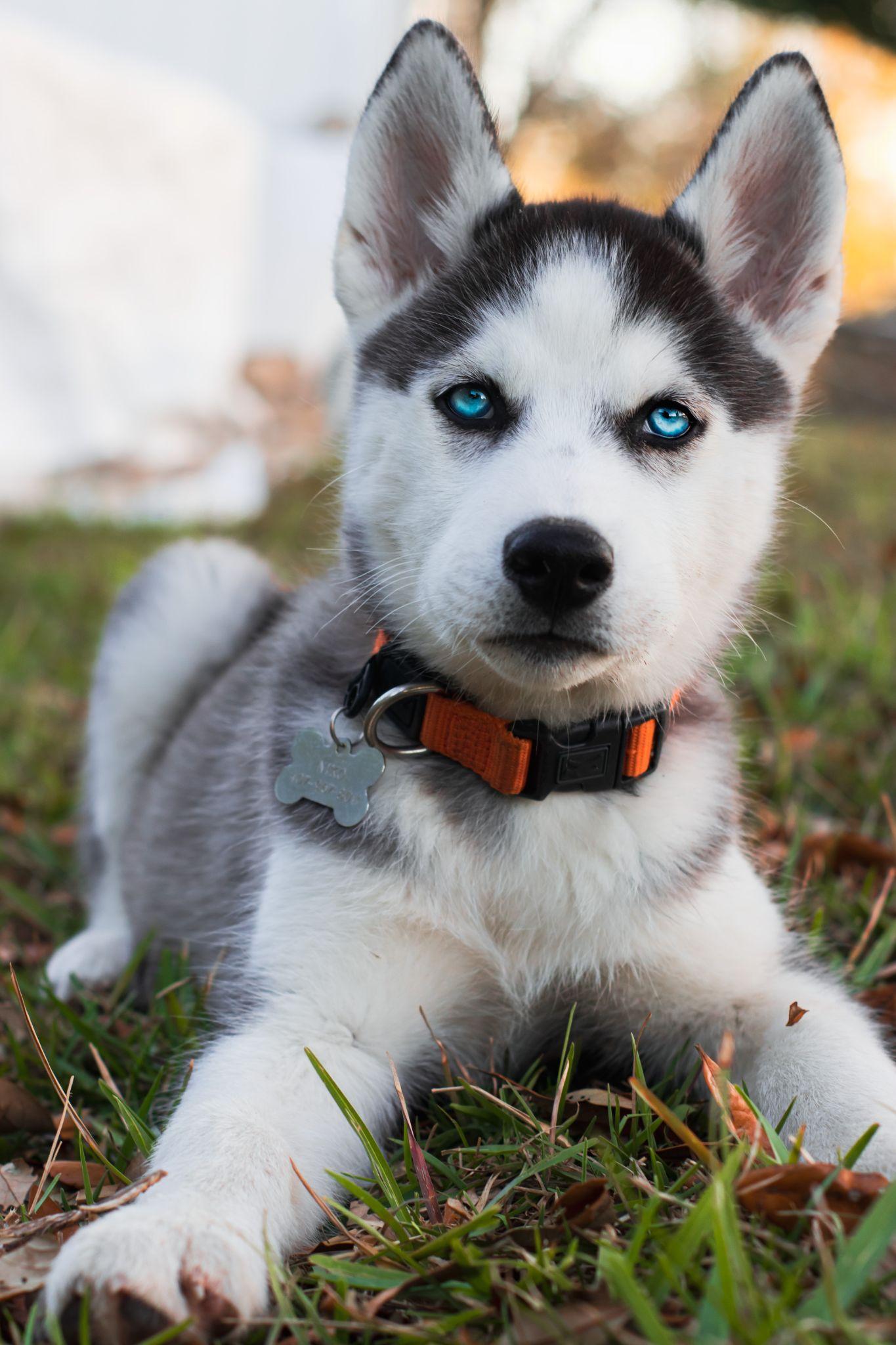 Chó Husky mắt xanh