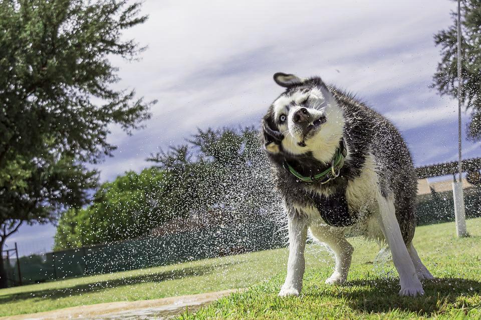 Chó Husky - Đặc điểm, tính khí và cách nuôi tốt nhất - 36