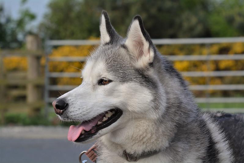 Chó Husky - Đặc điểm, tính khí và cách nuôi tốt nhất - 9