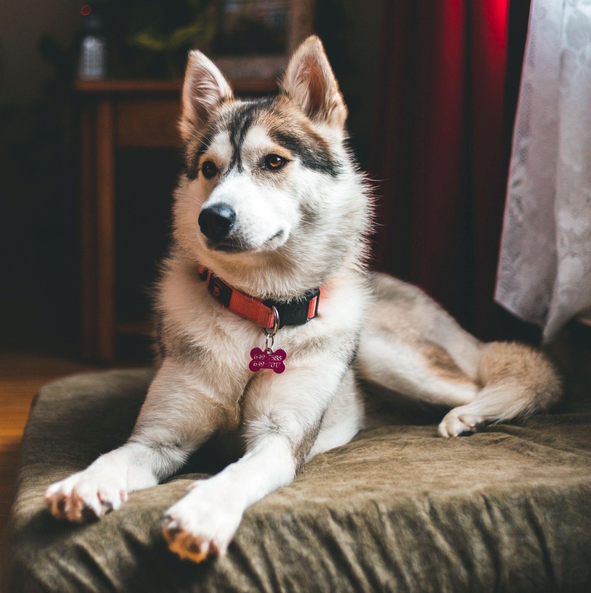 Chó Husky - Đặc điểm, tính khí và cách nuôi tốt nhất - 25