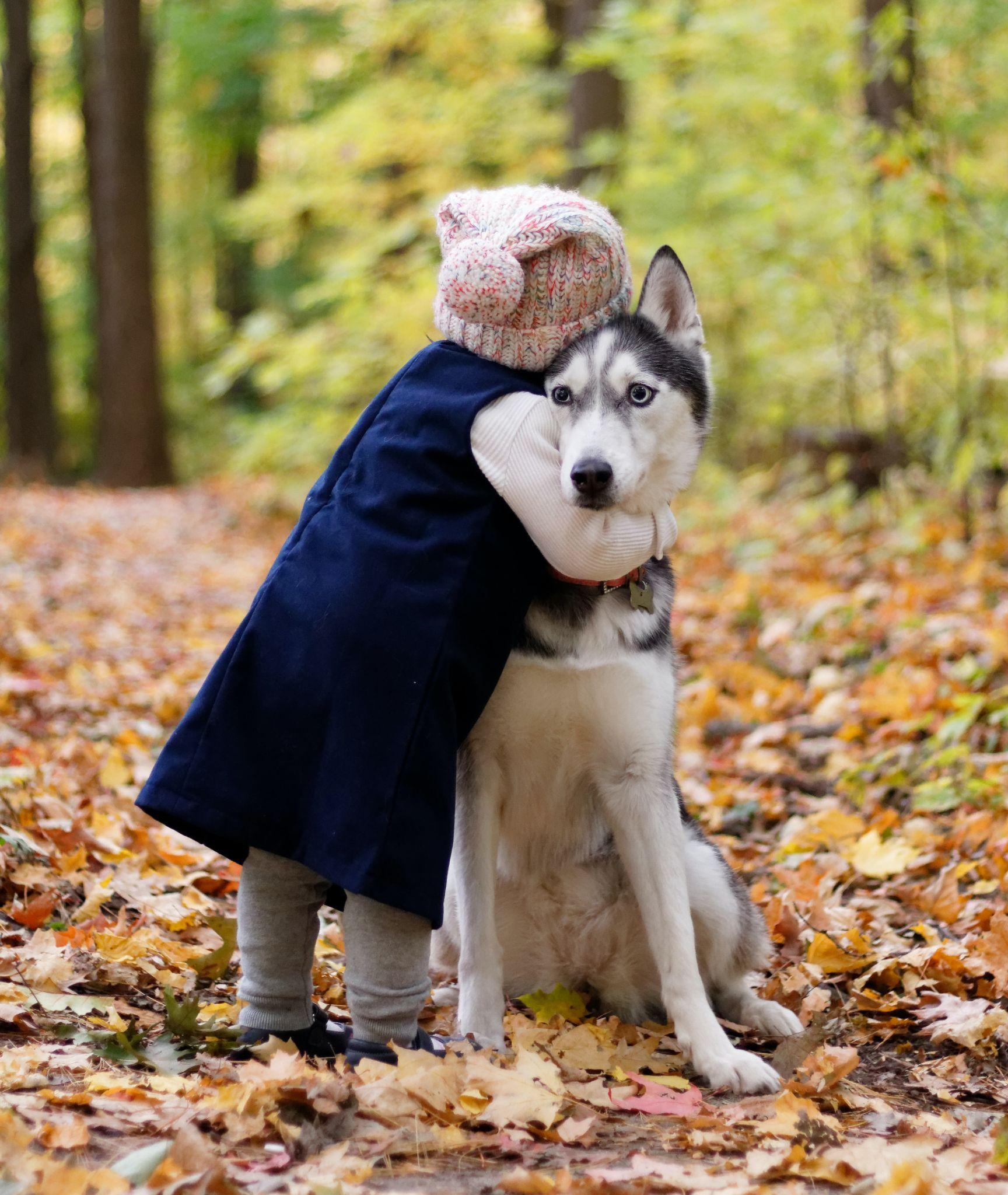 Chó Husky - Đặc điểm, tính khí và cách nuôi tốt nhất - 6