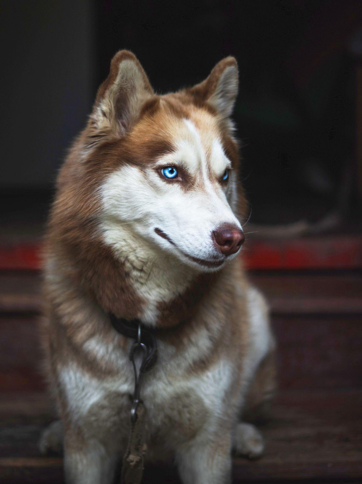Chó Husky - Đặc điểm, tính khí và cách nuôi tốt nhất - 27