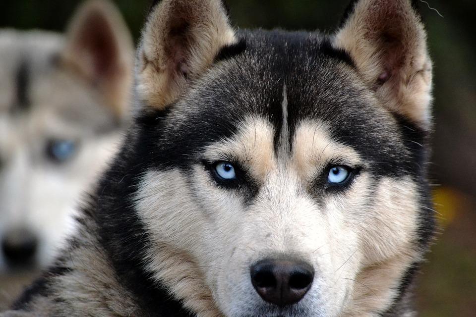 Chó Husky - Đặc điểm, tính khí và cách nuôi tốt nhất - 23