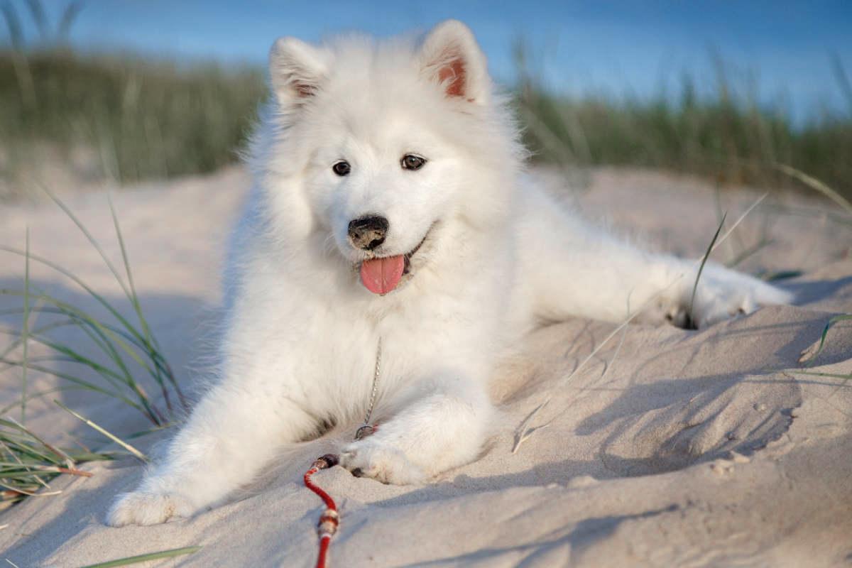 Chó Husky - Đặc điểm, tính khí và cách nuôi tốt nhất - 18