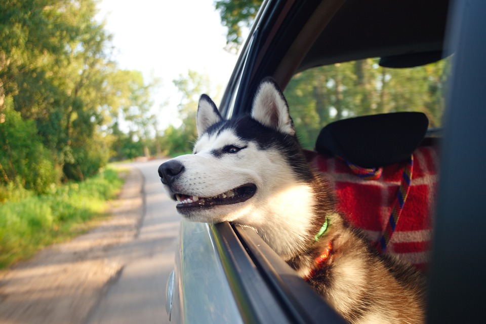 Chó Husky - Đặc điểm, tính khí và cách nuôi tốt nhất - 35