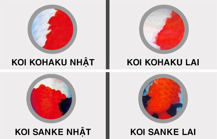 Cá Koi có bao nhiêu loại, cách nuôi và giá bán - 38