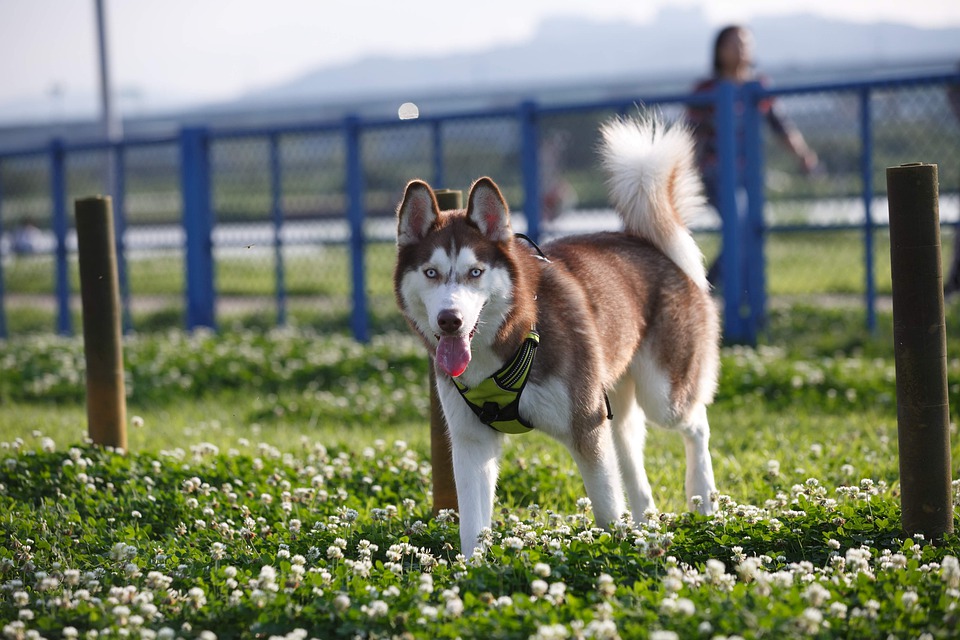 Chó Husky - Đặc điểm, tính khí và cách nuôi tốt nhất - 7