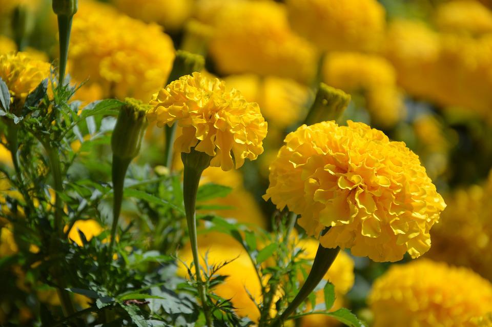 Ý nghĩa hoa cúc vàng và những loại thịnh hành - 10