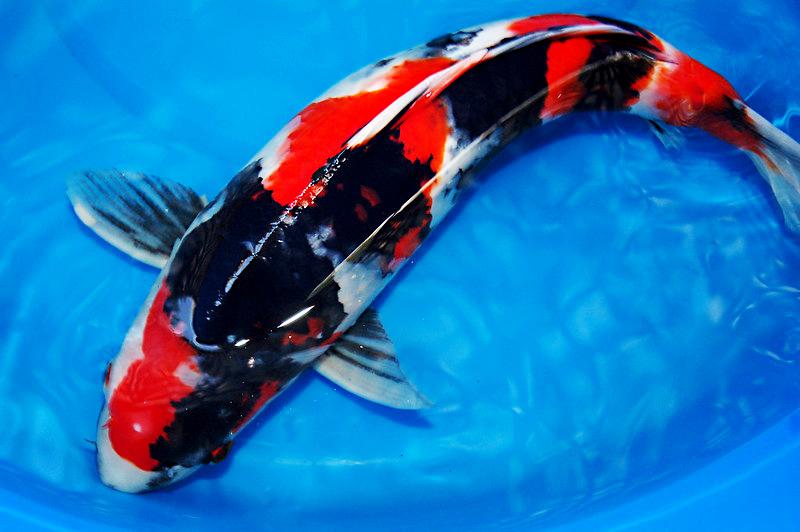 Cá Koi có bao nhiêu loại, cách nuôi và giá bán - 19