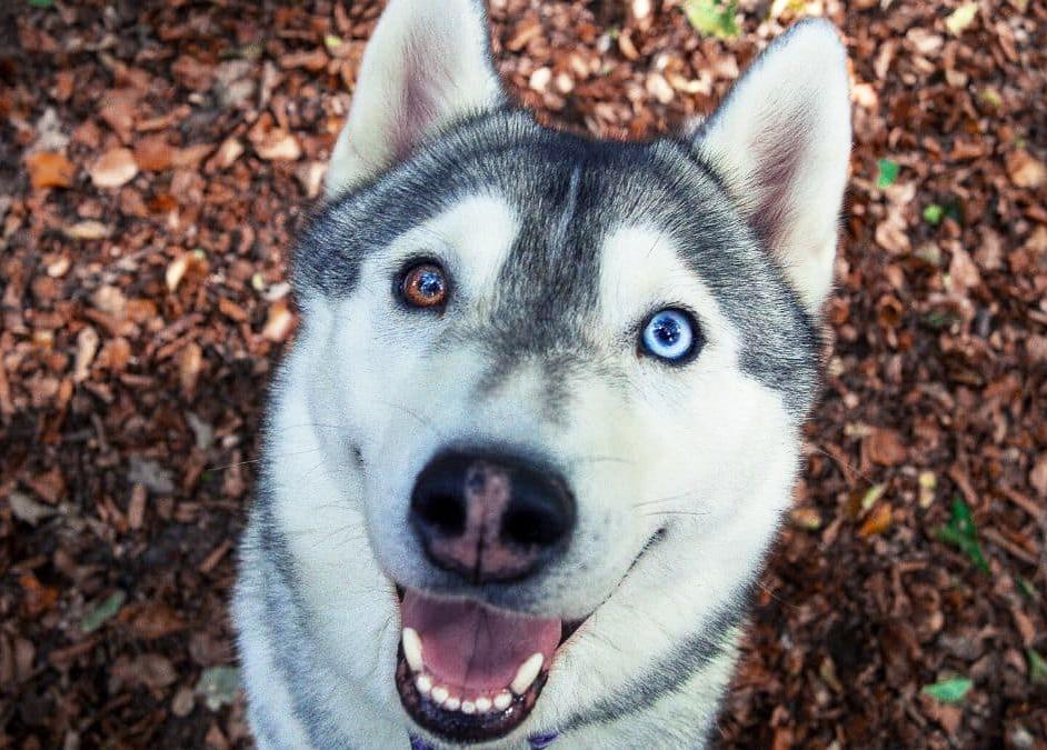 Chó Husky mắt 2 màu
