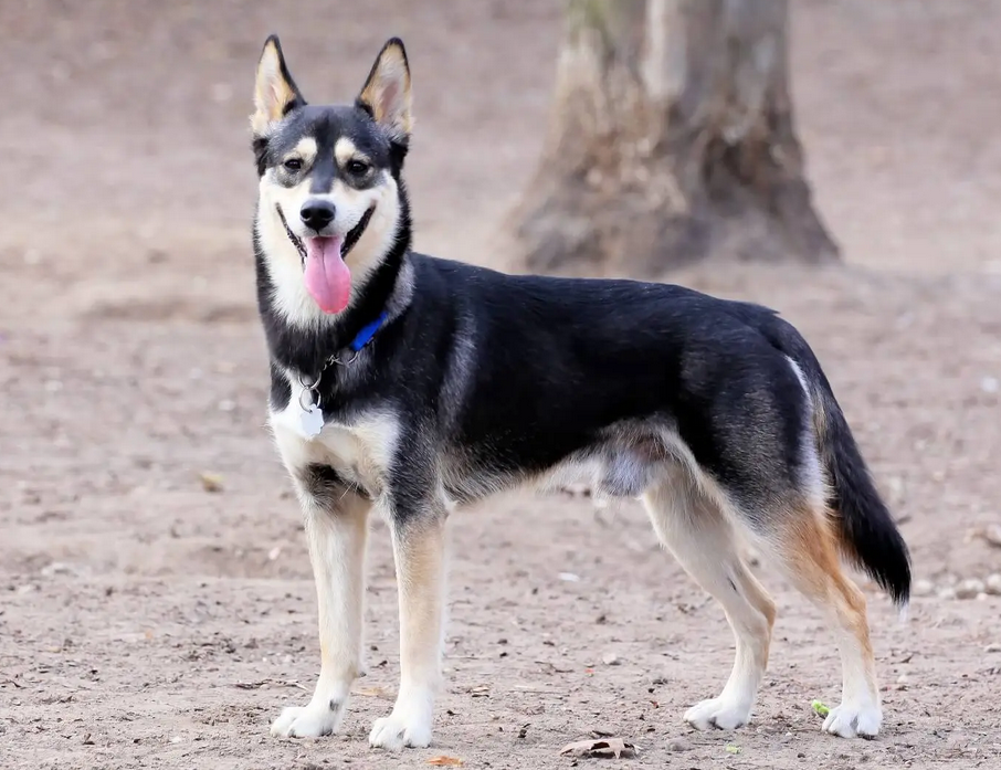 Chó Husky - Đặc điểm, tính khí và cách nuôi tốt nhất - 14