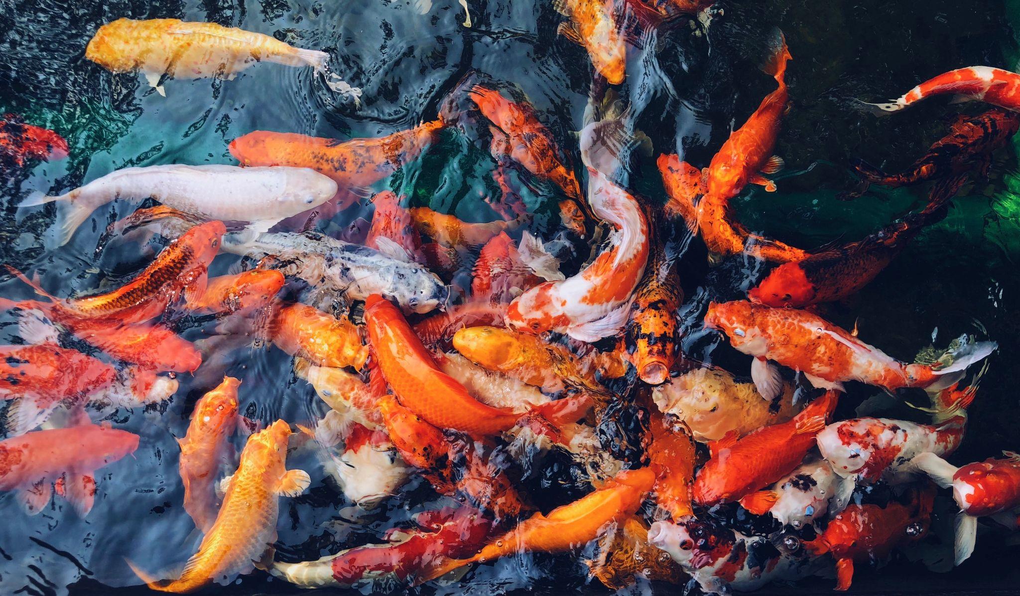 Cá Koi có bao nhiêu loại, cách nuôi và giá bán - 34