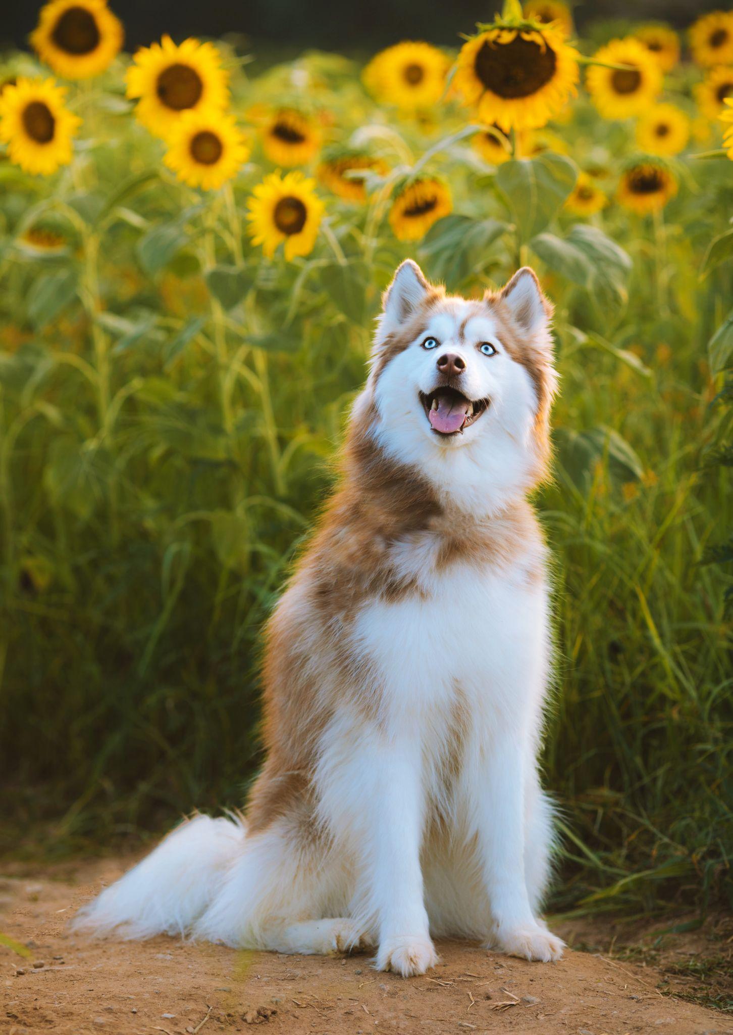 Chó Husky - Đặc điểm, tính khí và cách nuôi tốt nhất - 22