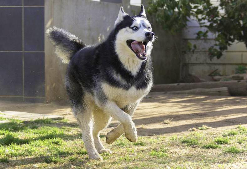 Chó Husky - Đặc điểm, tính khí và cách nuôi tốt nhất - 38