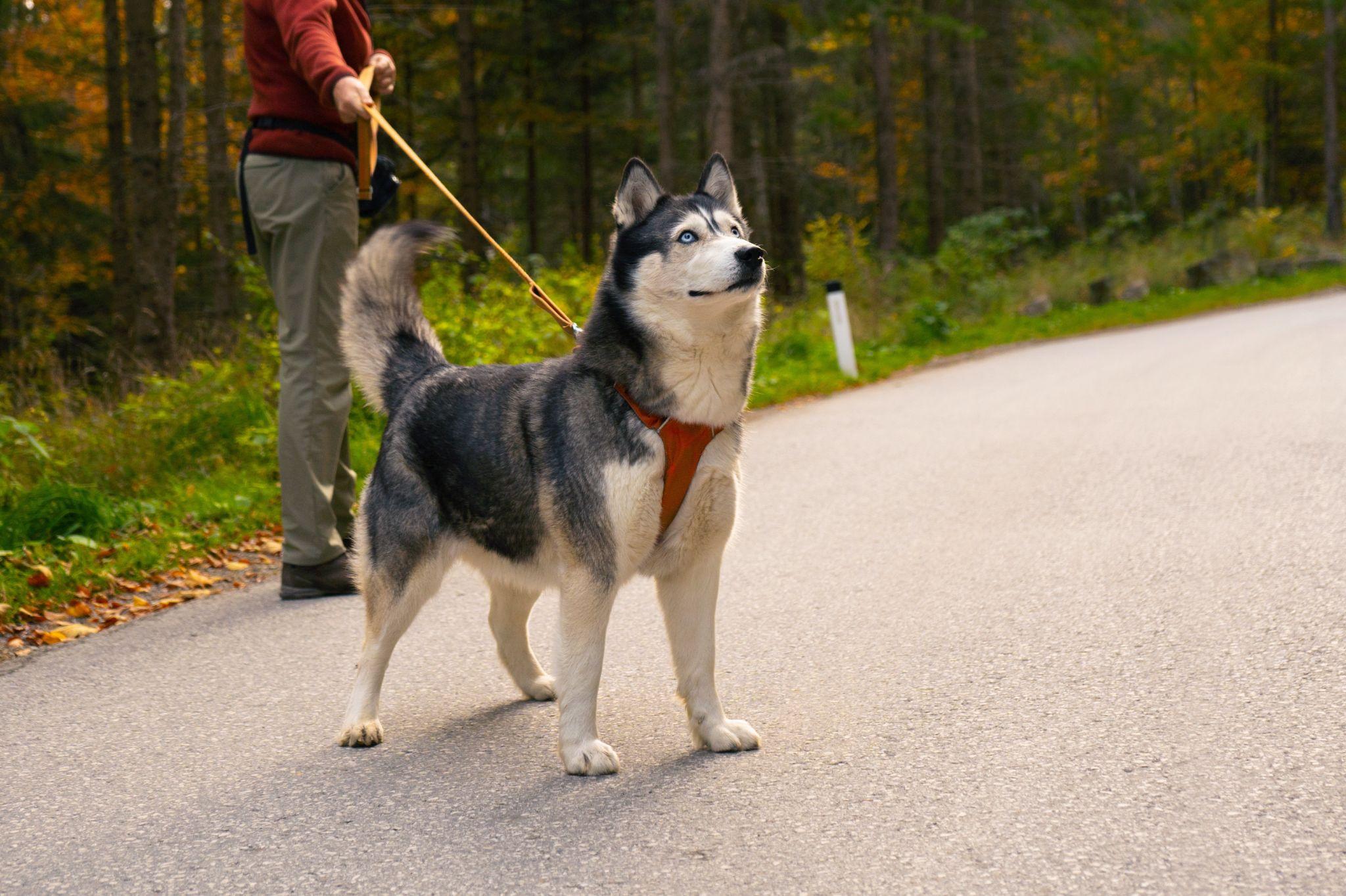 Chó Husky - Đặc điểm, tính khí và cách nuôi tốt nhất - 28