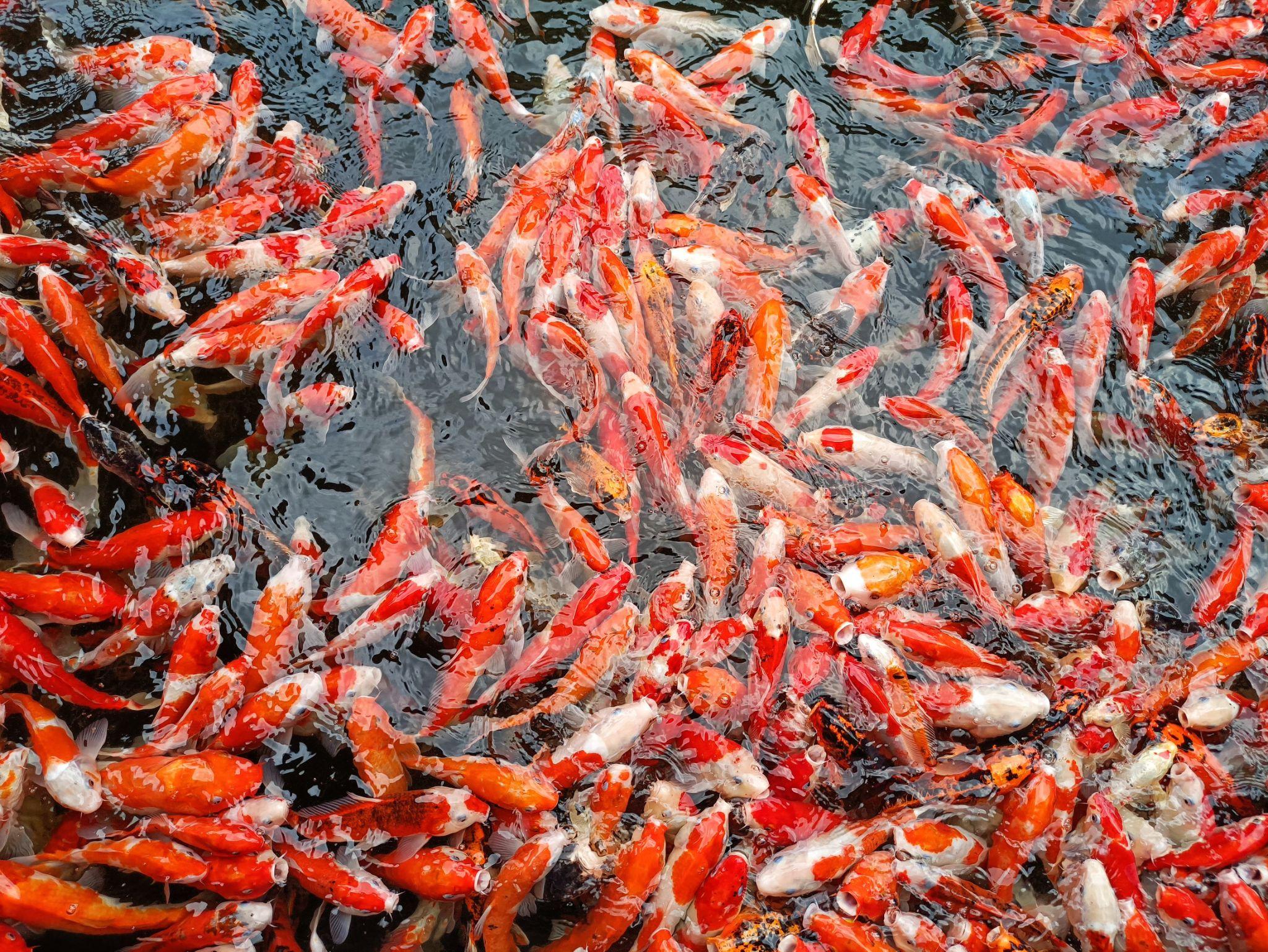 Cá Koi có bao nhiêu loại, cách nuôi và giá bán - 46