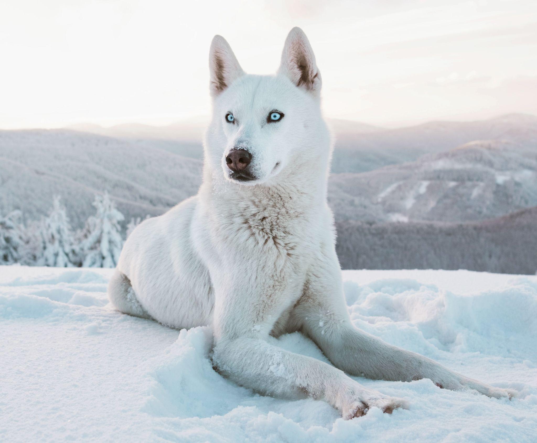 Chó Husky - Đặc điểm, tính khí và cách nuôi tốt nhất - 10