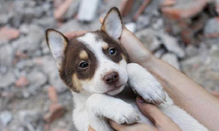 Chó Husky - Đặc điểm, tính khí và cách nuôi tốt nhất - 15