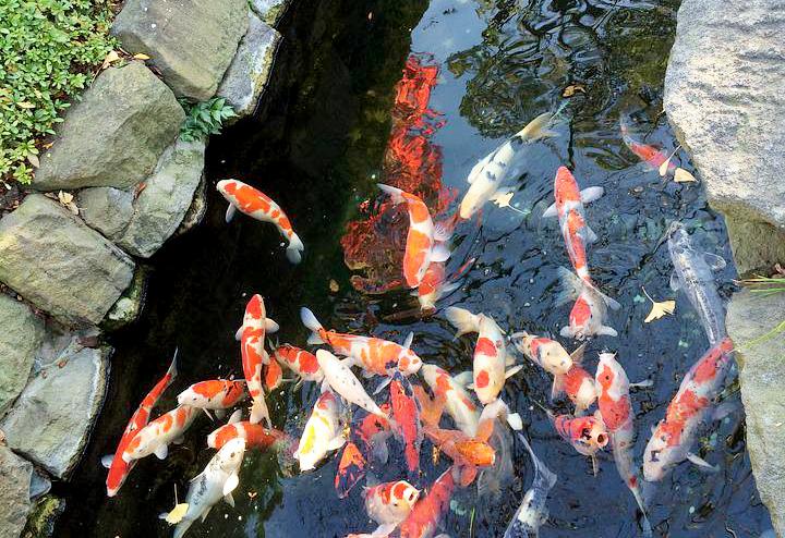 Cá Koi có bao nhiêu loại, cách nuôi và giá bán - 43