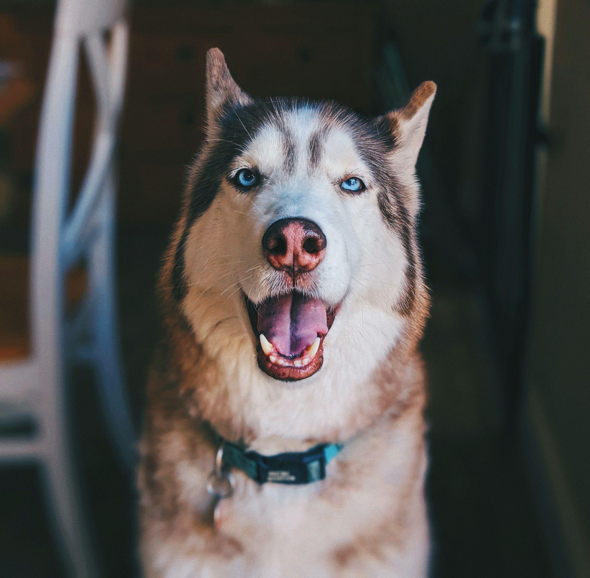 Chó Husky - Đặc điểm, tính khí và cách nuôi tốt nhất - 39