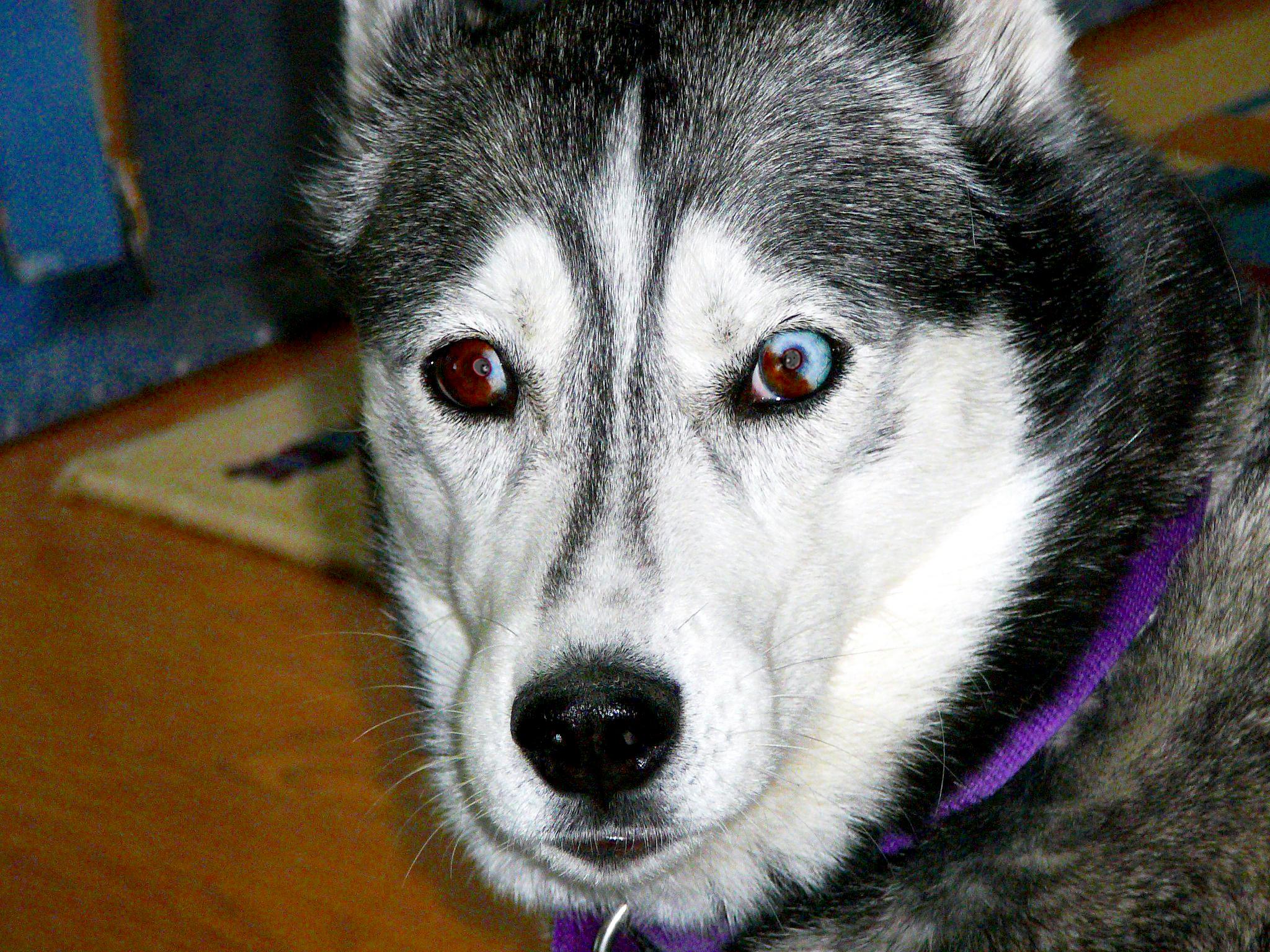 Chó Husky - Đặc điểm, tính khí và cách nuôi tốt nhất - 4