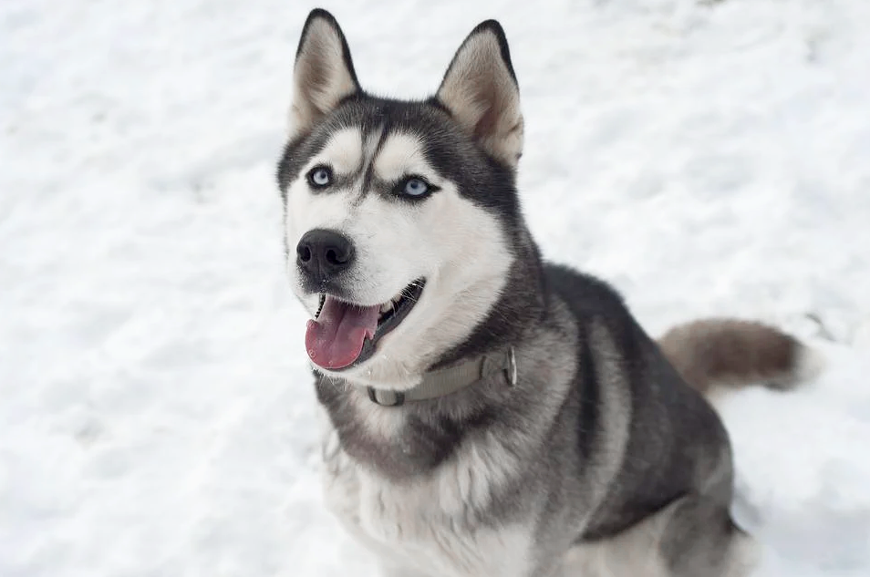 Chó Husky - Đặc điểm, tính khí và cách nuôi tốt nhất - 41